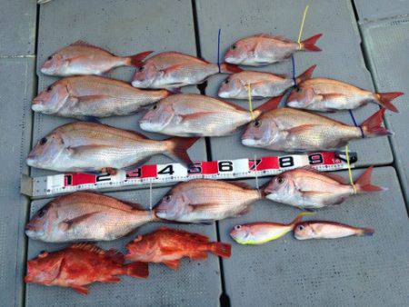 釣鯛洋 釣果