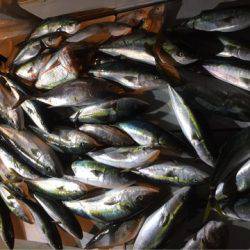 海楽隊 華栞丸 釣果