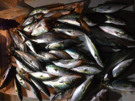 海楽隊 華栞丸 釣果