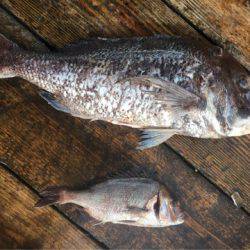 釣り堀水宝 釣果