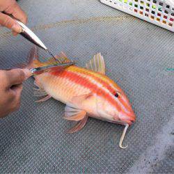 ＴＡＲＯＭＡＲＵ 釣果