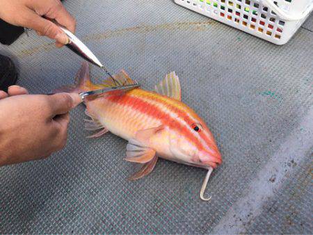 ＴＡＲＯＭＡＲＵ 釣果