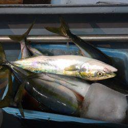 第二八坂丸 釣果