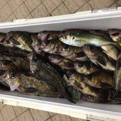 うさぎ丸 釣果