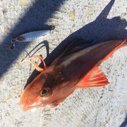 第二 海洋丸 釣果