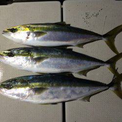 SeaRide(シーライド) 釣果