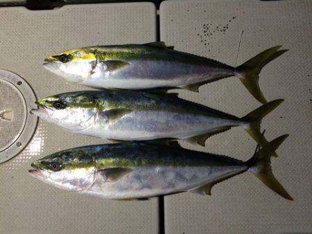 SeaRide(シーライド) 釣果