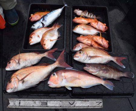 渡船屋たにぐち 釣果