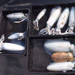 渡船屋たにぐち 釣果