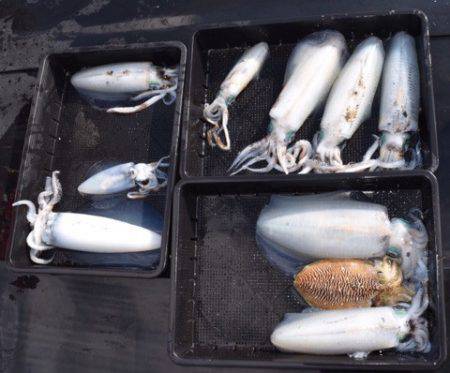 渡船屋たにぐち 釣果