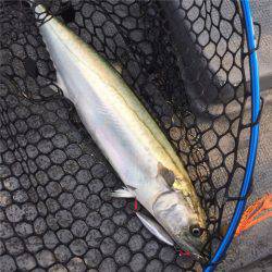 第二 海洋丸 釣果