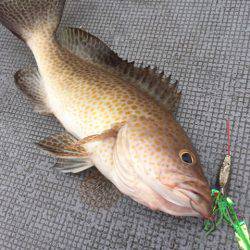 第二 海洋丸 釣果