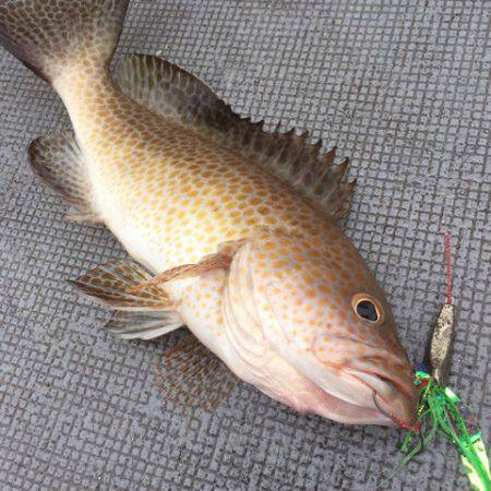 第二 海洋丸 釣果