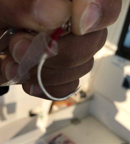 龍神丸(鹿児島) 釣果