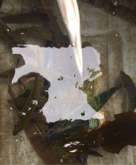 「LaGooN」蒼陽丸 日和号　 釣果