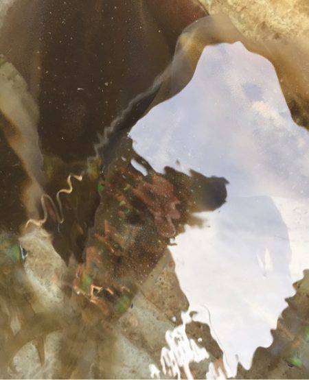 「LaGooN」蒼陽丸 日和号 釣果