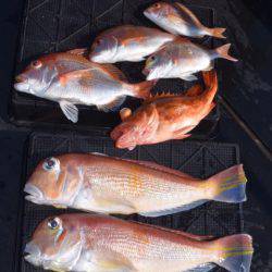 渡船屋たにぐち 釣果