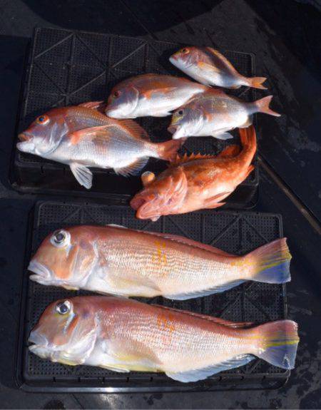 渡船屋たにぐち 釣果
