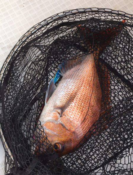 龍神丸(鹿児島) 釣果