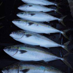 まるいち丸 ZERO-1 釣果