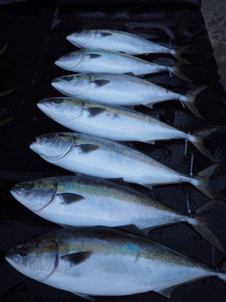 まるいち丸 ZERO-1 釣果