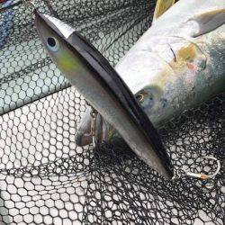 アマテラス 釣果