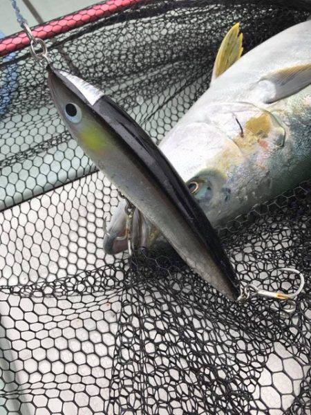 アマテラス 釣果