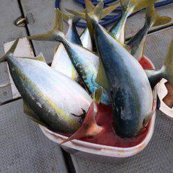 エヌスタイル 釣果