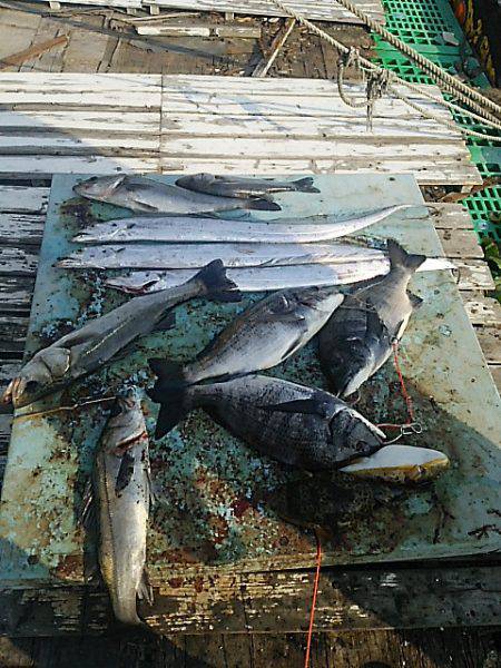KO-SHIN丸 釣果