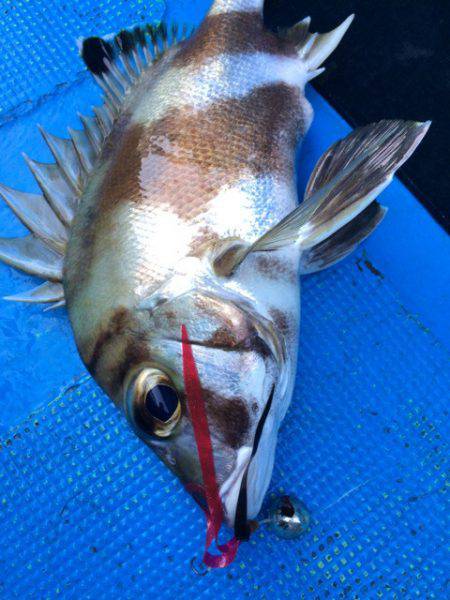 太平丸 釣果