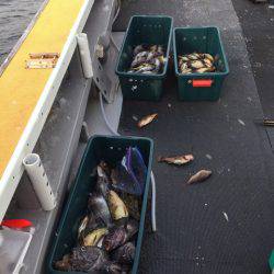 シーランチ 釣果