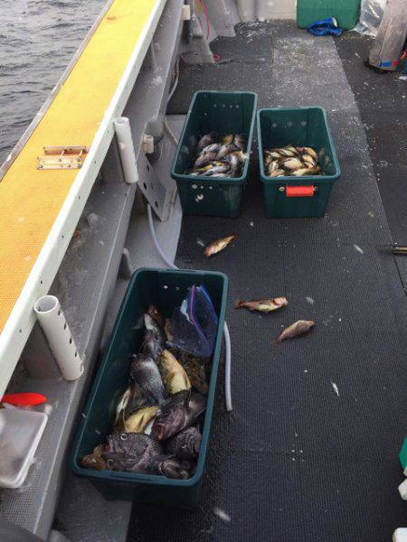 シーランチ 釣果