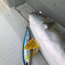 アマテラス 釣果