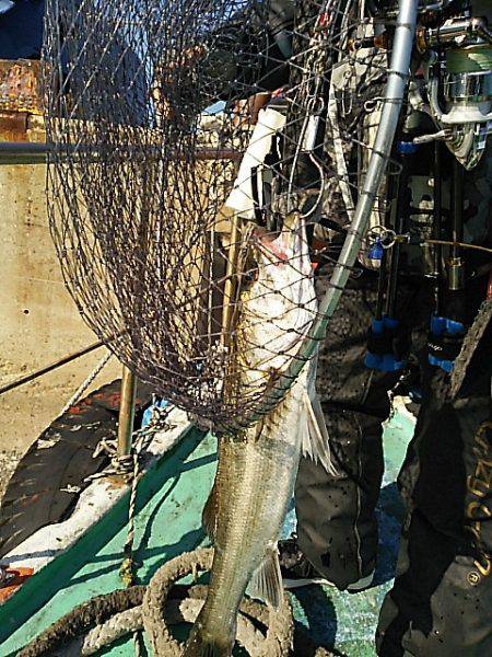 KO-SHIN丸 釣果