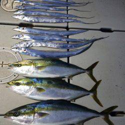 SeaRide(シーライド) 釣果