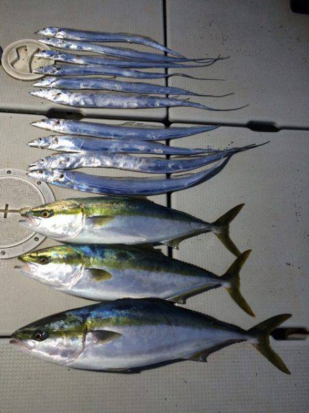 SeaRide(シーライド) 釣果