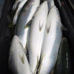 第二八坂丸 釣果