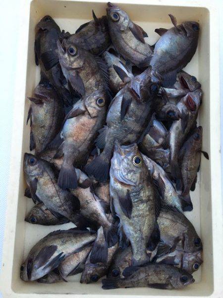 うさぎ丸 釣果