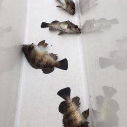 うさぎ丸 釣果