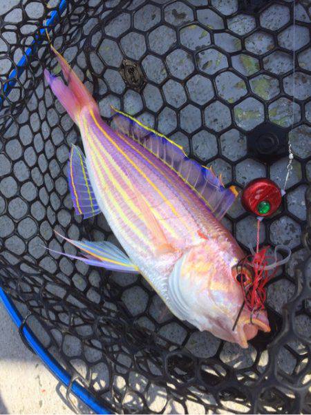 第二 海洋丸 釣果