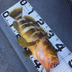 第二 海洋丸 釣果