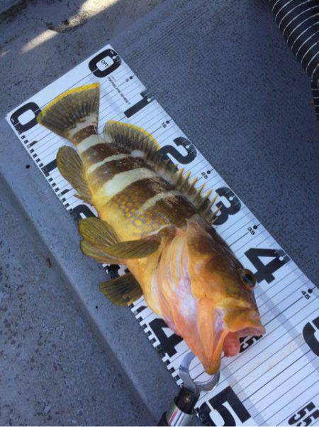 第二 海洋丸 釣果