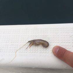 「LaGooN」蒼陽丸 日和号　 釣果