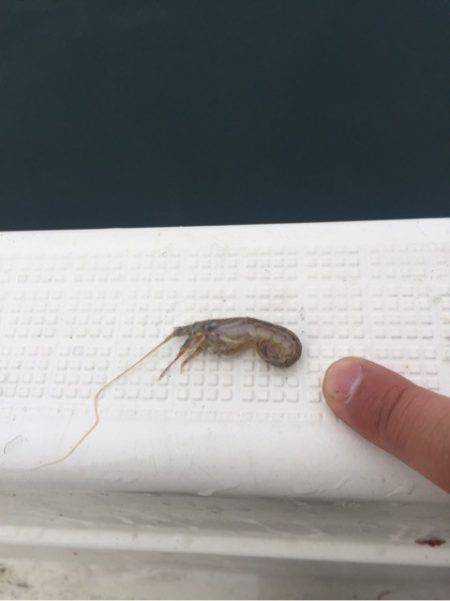 「LaGooN」蒼陽丸 日和号　 釣果