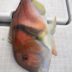 龍神丸(鹿児島) 釣果