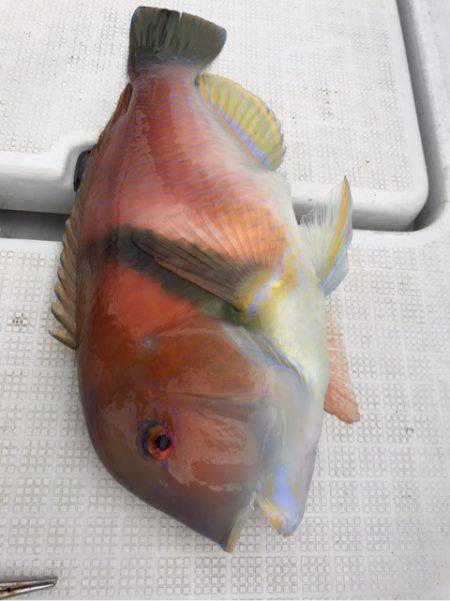 龍神丸(鹿児島) 釣果