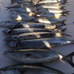 ビッグファイター 釣果