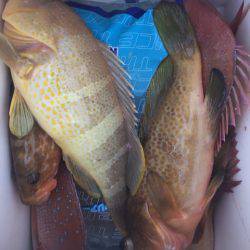 「LaGooN」蒼陽丸 日和号 釣果