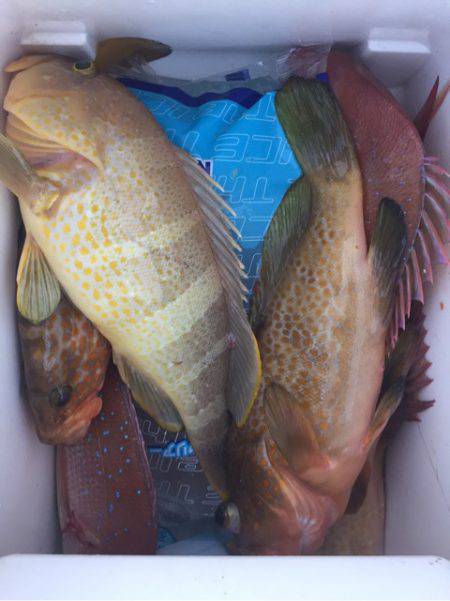 「LaGooN」蒼陽丸 日和号 釣果