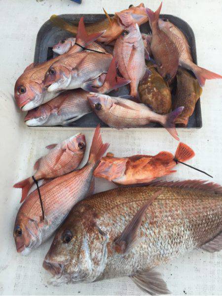 「LaGooN」蒼陽丸 日和号 釣果